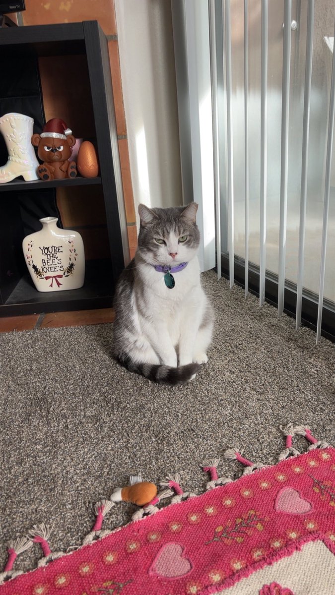 bootlegkylie's tweet photo. @Garrett_Watts This is Pierogi. He used to be an outside cat and has been with me for 2 years. He gets into everything and his favorite thing to do is judge you with those eyes. His favorite toy is a tiny ball he runs around with in his mouth. Also he is at least 20lbs https://t.co/SFNwf5ECbN