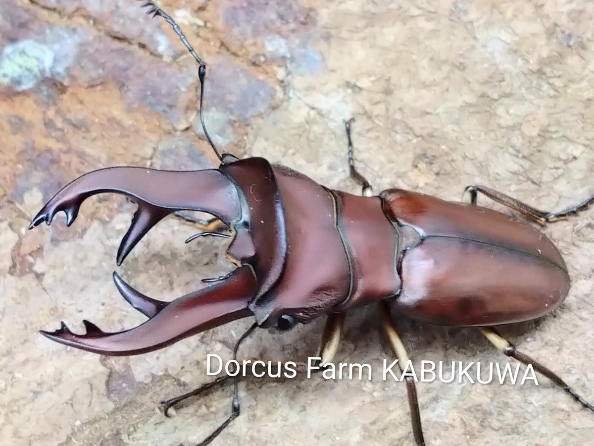 かぶぶくわわ (@mushi_lowkun) / Posts / X