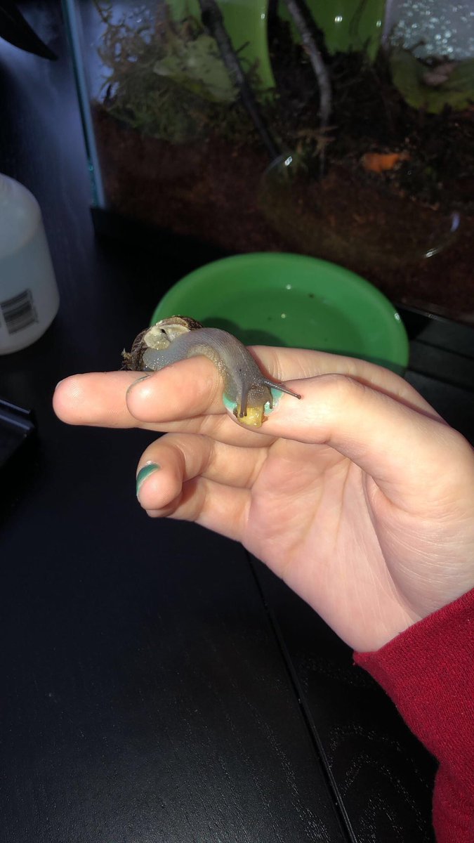 abbalo_'s tweet photo. @Garrett_Watts ikea and cashew r my snails
+the baby named usher https://t.co/LawnZj5dnB