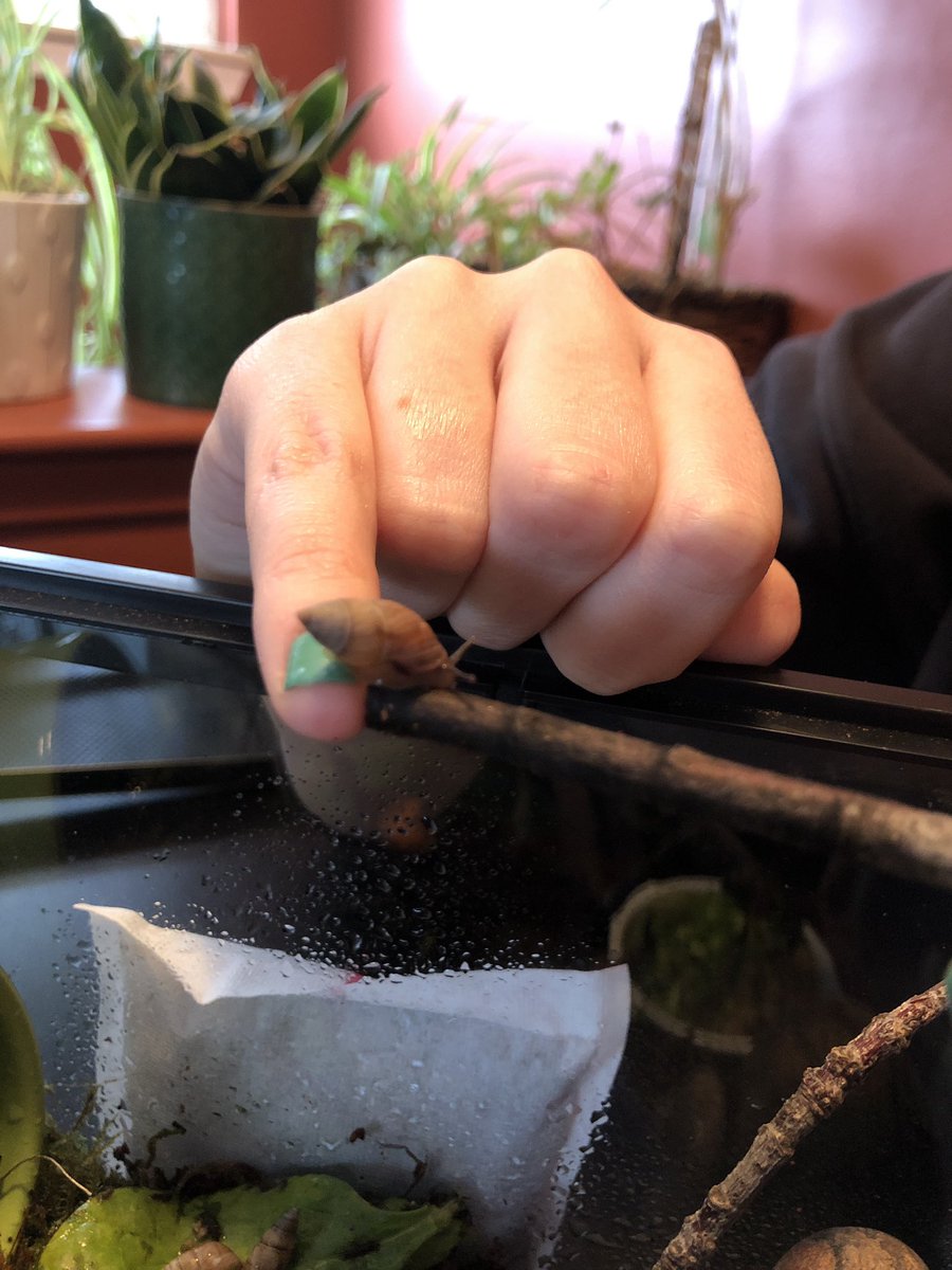 abbalo_'s tweet photo. @Garrett_Watts ikea and cashew r my snails
+the baby named usher https://t.co/LawnZj5dnB