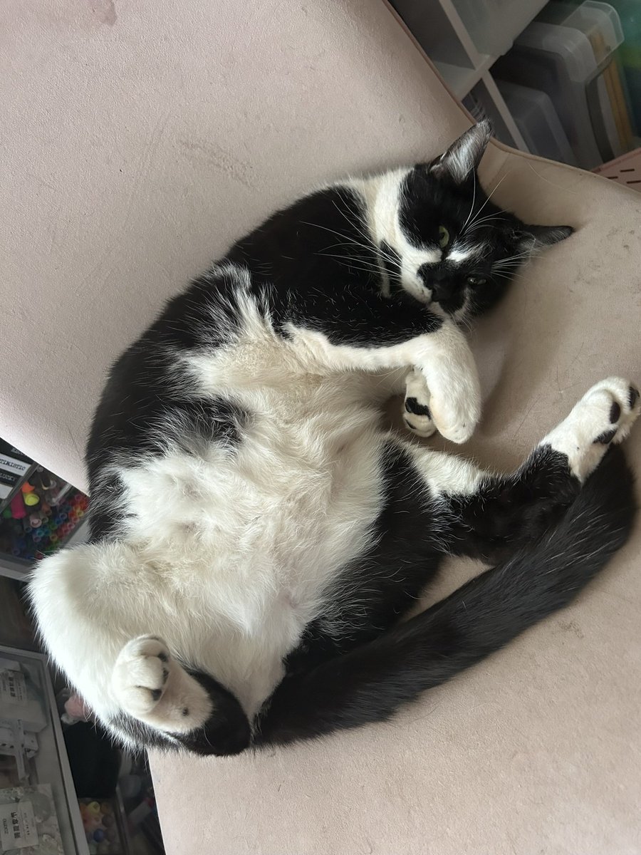 kat_elisee_'s tweet photo. @Garrett_Watts This is Big Jim! he’s just a fat cuddly boy. he’s the absolute sweetest cat ever. My mum saw him run under and up into the engine of a car at her work so she went around and found whose car it was and got him out and brought him home he was only 6 weeks old, now he’s 8 years old! https://t.co/x8RErj25dw