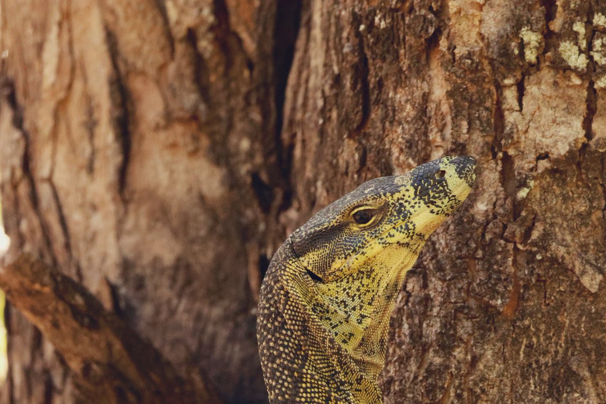 StellaBella67's tweet photo. I love the details!
#goanna https://t.co/v1BZiDBhmA