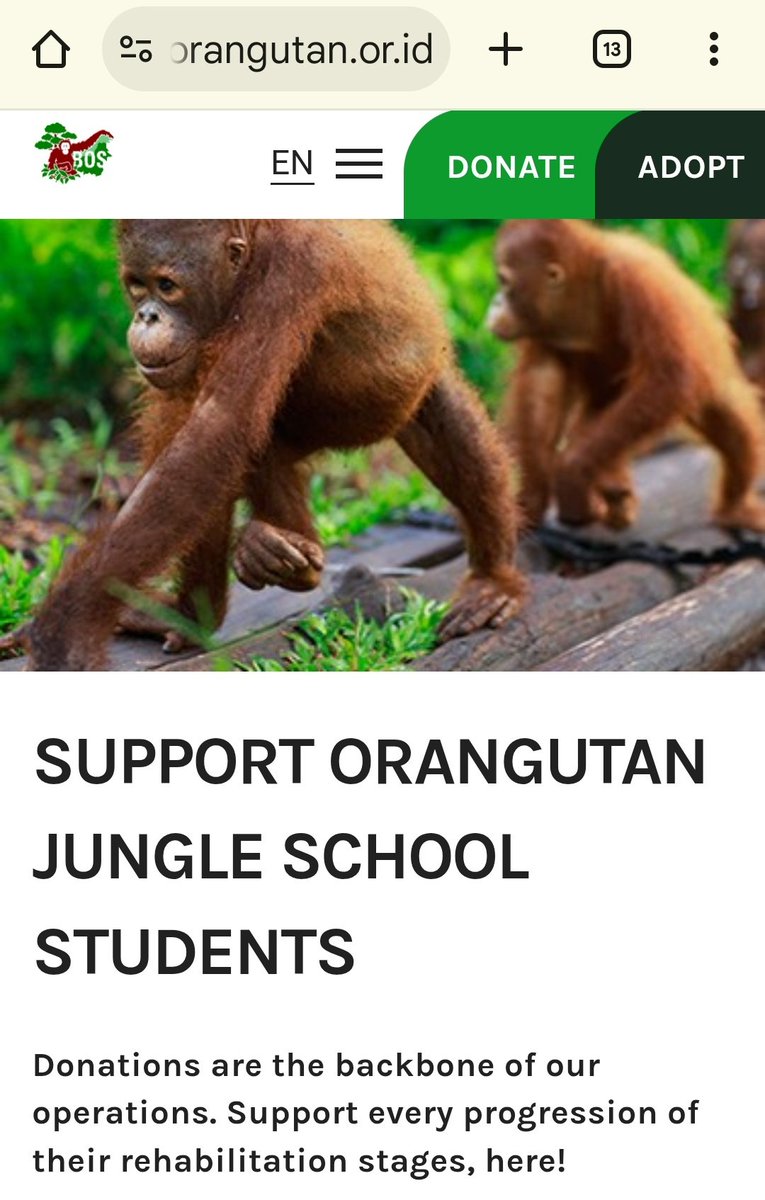 Di negara kita juga banyak bayi orang utan kehilangan induk sehingga perlu 'disekolahkan' agar bisa hidup mandiri di alam nantinya. 

Jika.ada rejekinya, mungkin bisa pertimbangkan untuk mendukung persekolahan orang utan, ya!
orangutan.or.id/donate