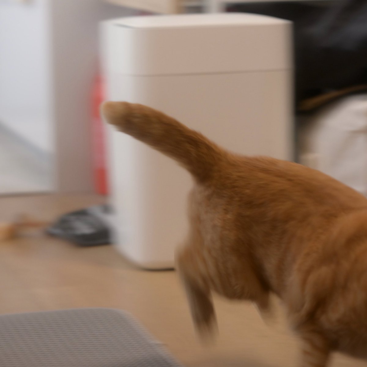 うちの子はとても元気です💨