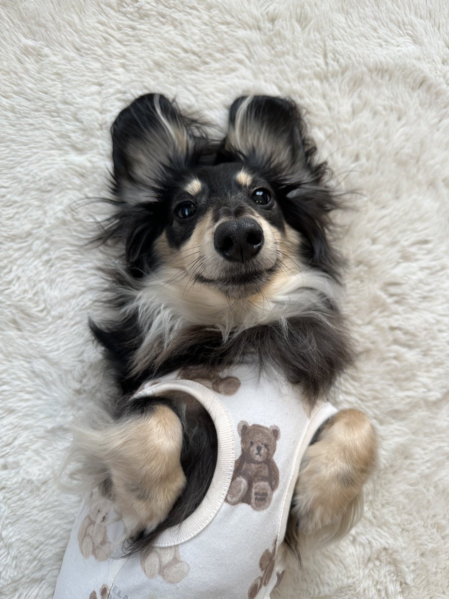 Post by ダックスのまめ on X: 🐰