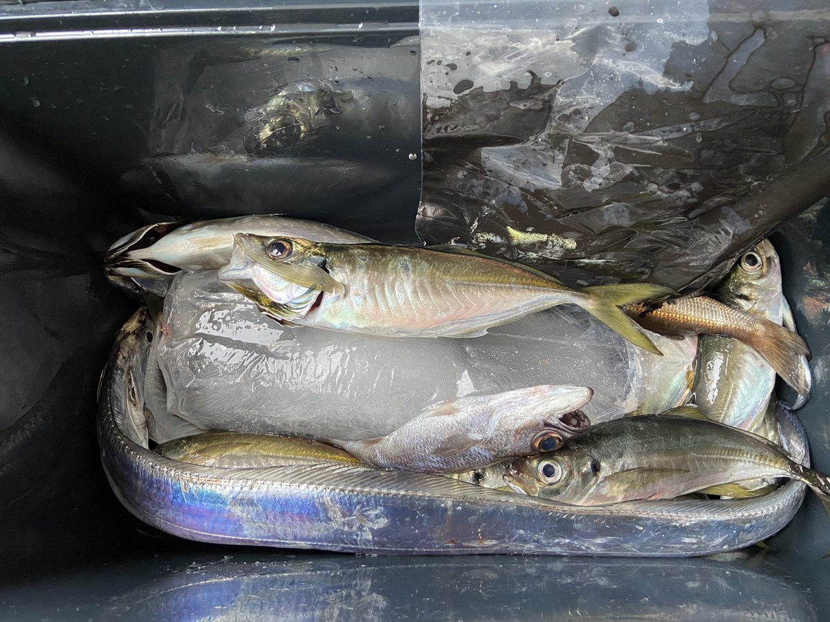 せいいち (@ryoupapa1001) / Posts / X