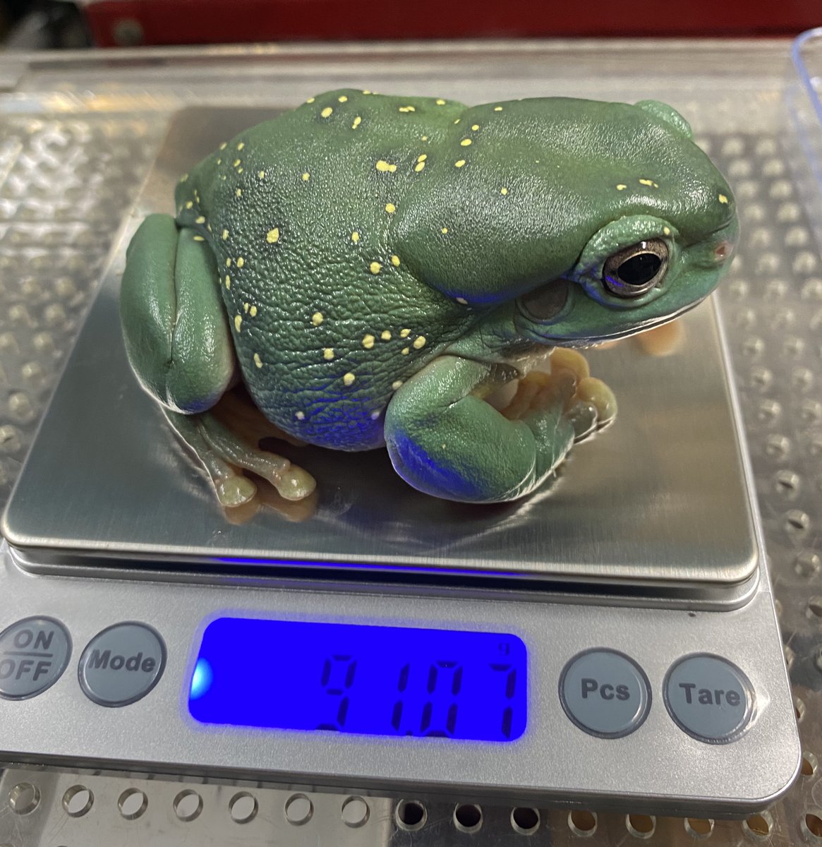 胴長探検隊@タカユキ tweet media