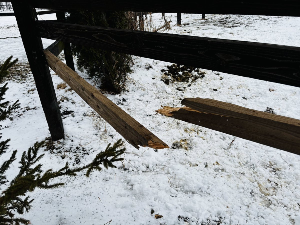 akai_nagagutsu's tweet image. 🆕

（スタッフに対しての）嫌がらせのように数日前に直したところをピンポイントで破壊する破壊神😇

#タニノギムレット