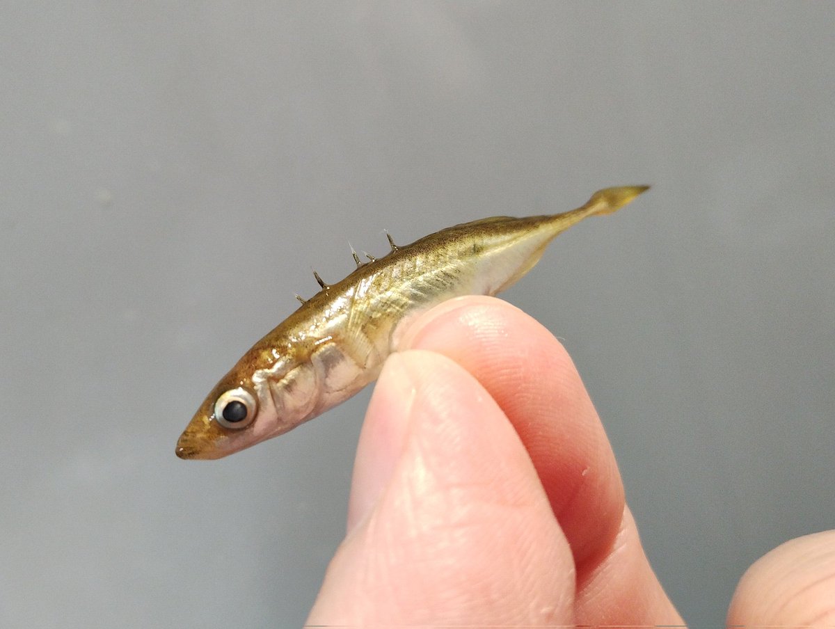 あ！子供の頃に友達と川で遊んでた 時にこんな背ビレがトゲトゲの魚を