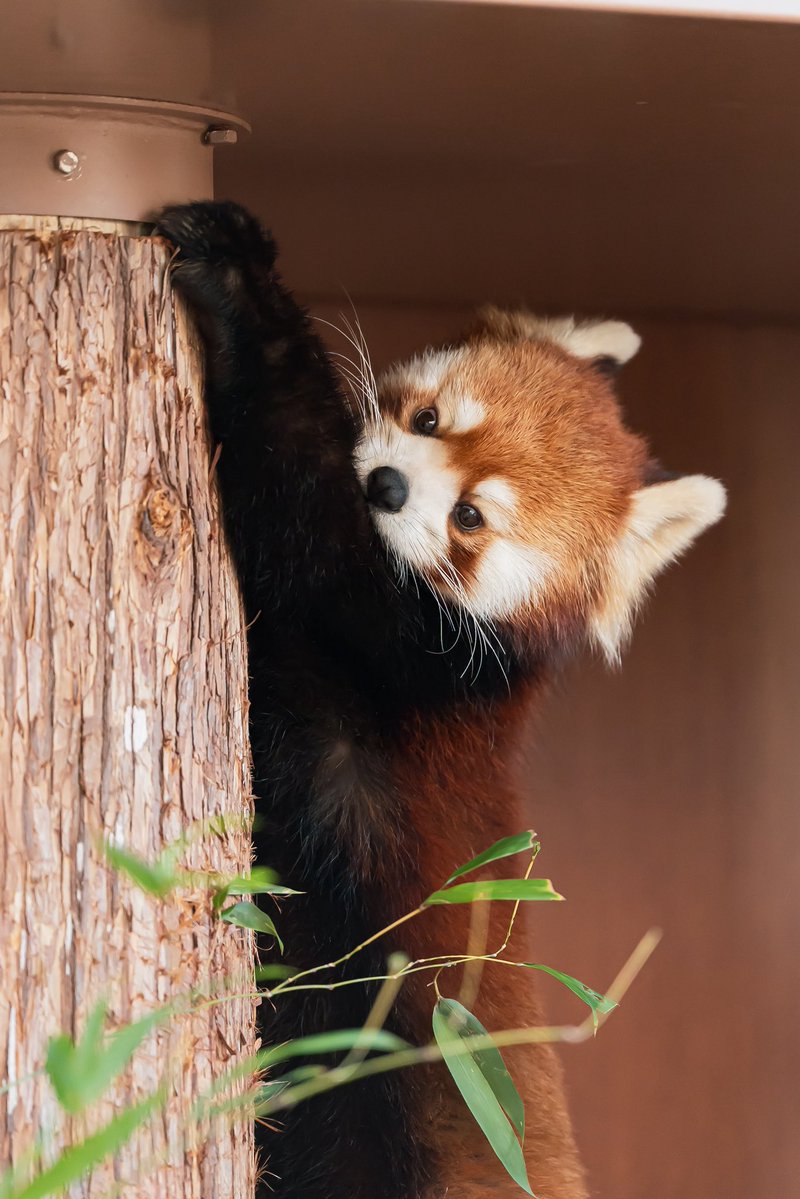 くーちゃんの最近のお気に入りの 毛繕い場所です☺️✨ 📸2026.2.16