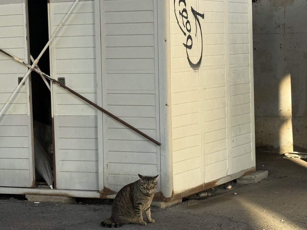 上荒田の地域猫