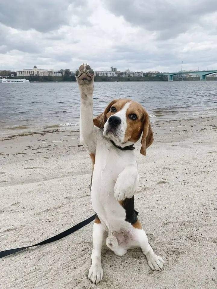 Beyond The Leash tweet media