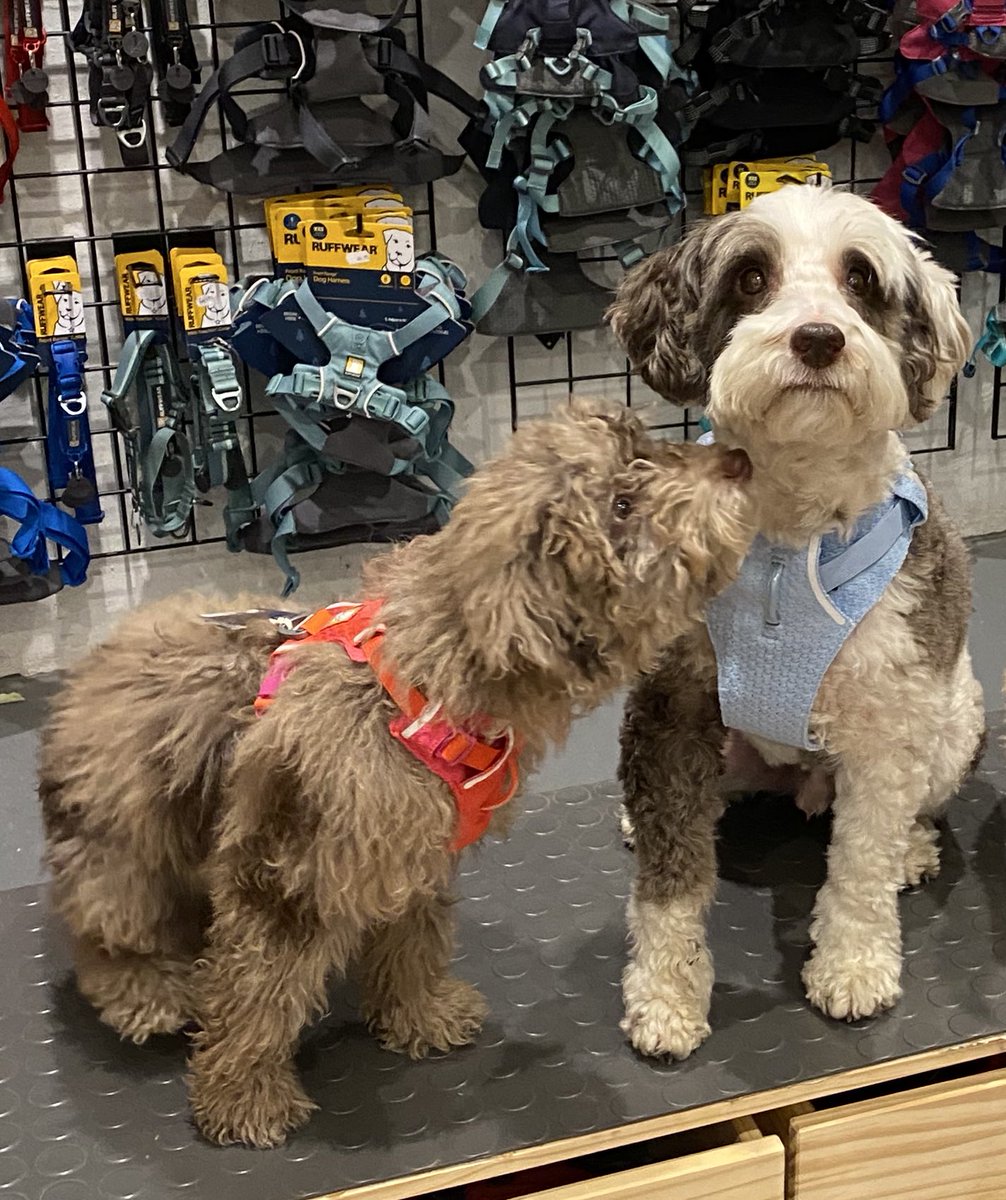 Pals, everyone keeps saying the miniature ewok is so sweet but pals, she saves up all her terror juice for when we get home 😈💜