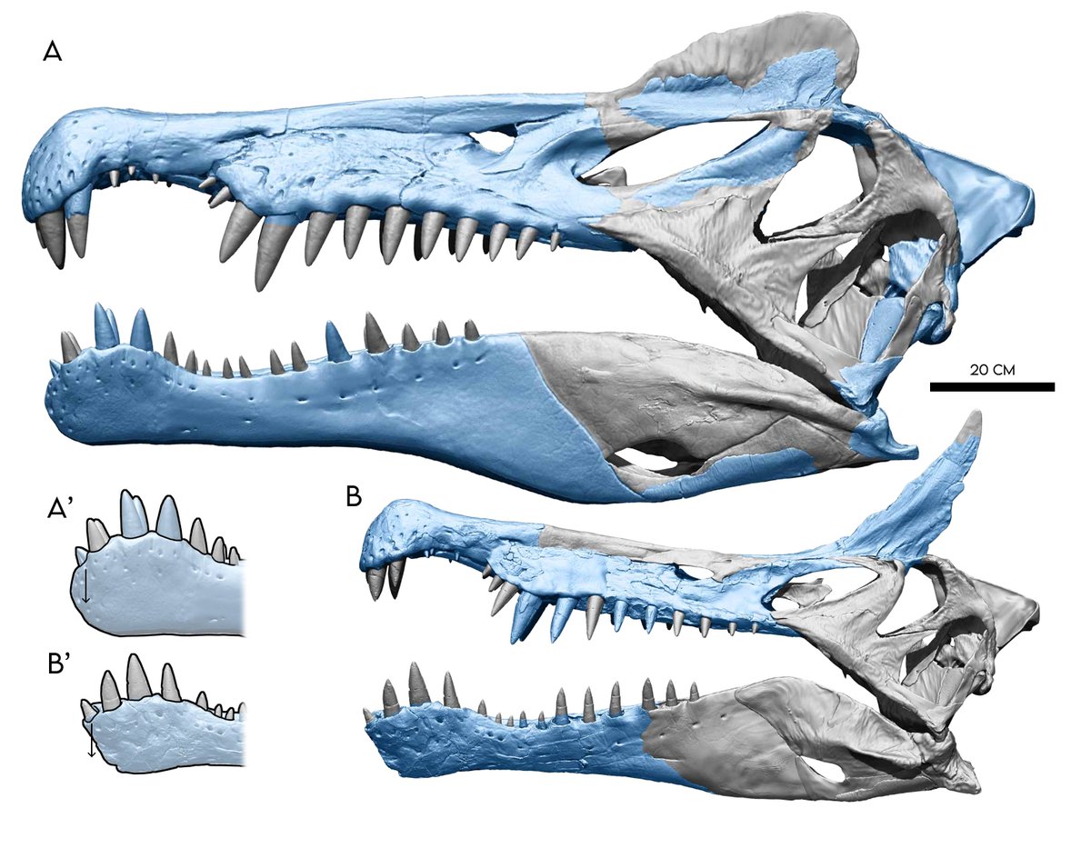 Somniosus insomnus💤 tweet media