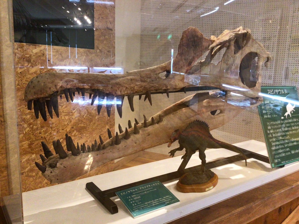 金曜日だから化石貼る スピノサウルス。白亜紀中頃のアフリカに生息し