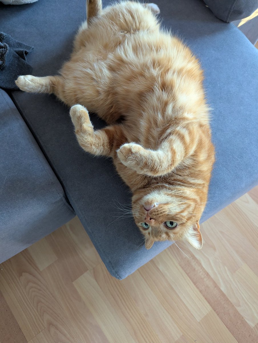 Ayer fue un día de muchísimo curro, me regalé un mini boldú y.... Cenamos pizza 🫣 lo siento babyccino, vaya ejemplo de gestión emocional