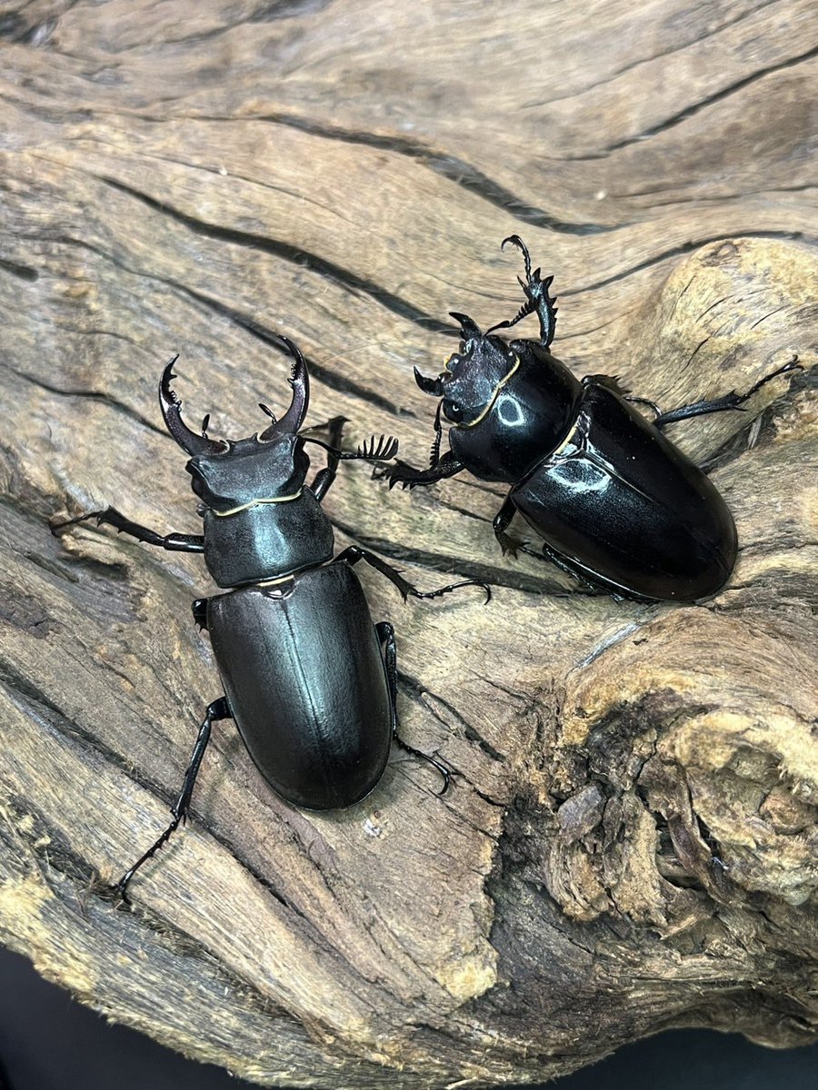 insectGJhouse's tweet photo. インディス宣伝〜

今週日曜日2/22はインセクトディスカバリー開催されます！
GJハウスのブースからも様々出品予定です！

ラティコルニスミヤマ　ペア
メタリフェルホソアカ　ペア
ディディエール　ペア&amp;オス単品
マレーアンテ　成虫ペア
カミジョウオオクワ　成虫ペア

その他諸々... https://t.co/ulQ8N2gRB3
