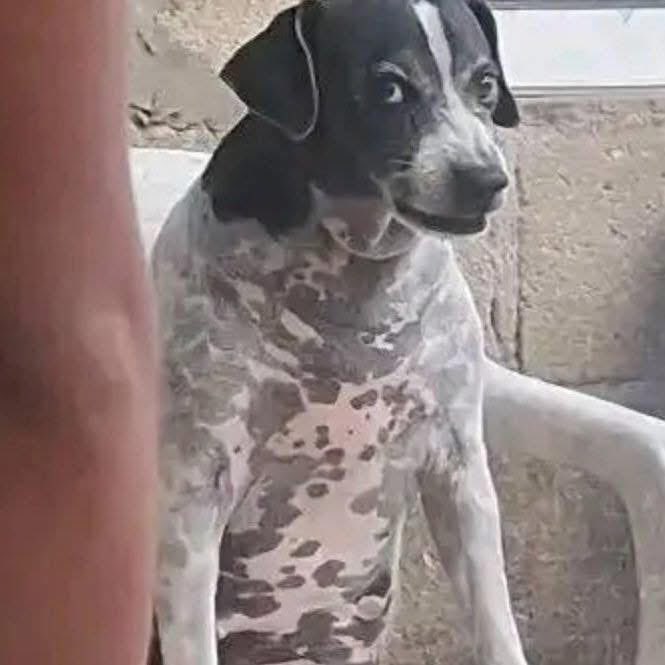 Your dog after finding out that you sold one of its puppies to buy alcohol😭…..