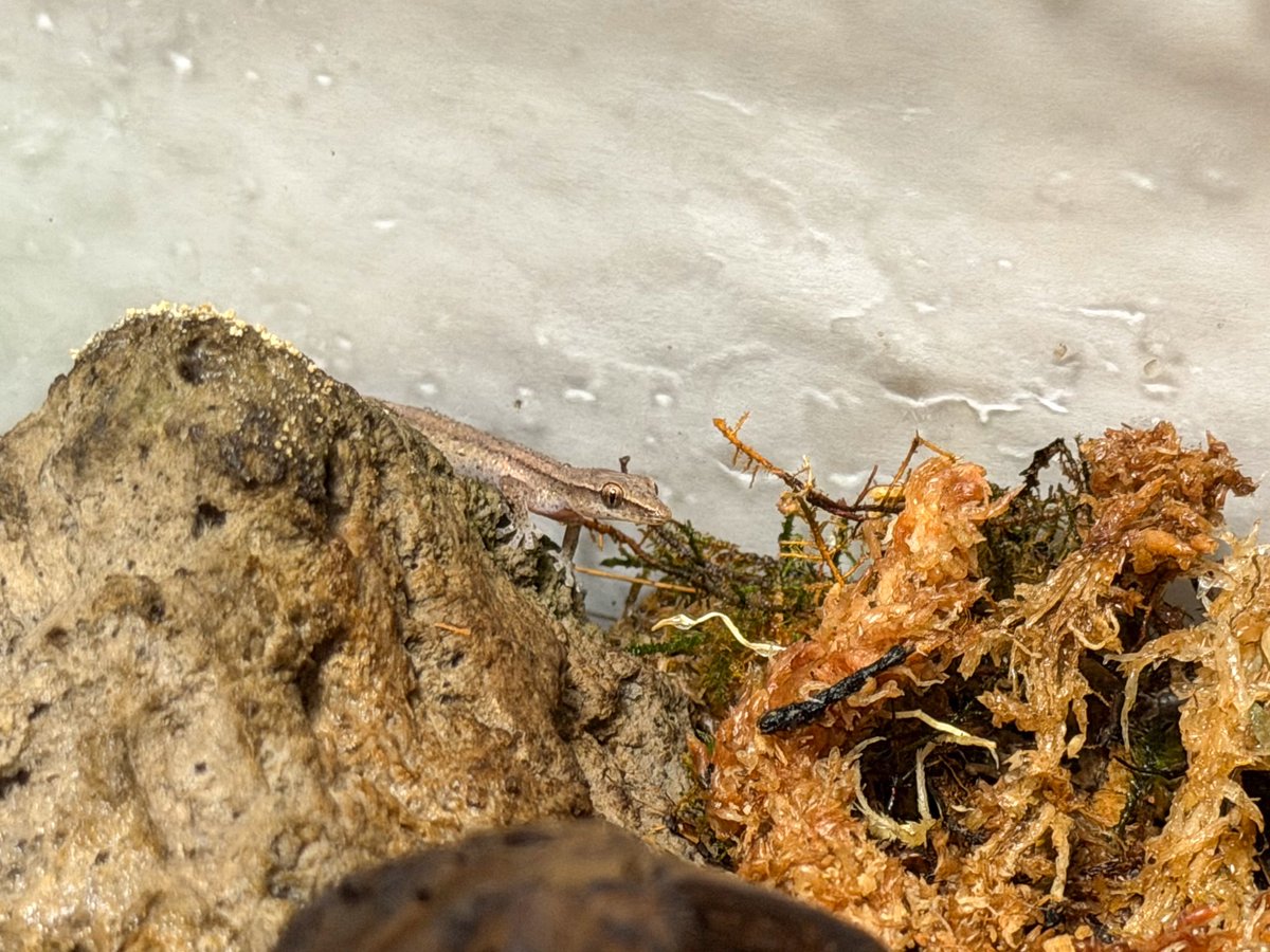 H i NA@EuLUCA tweet media