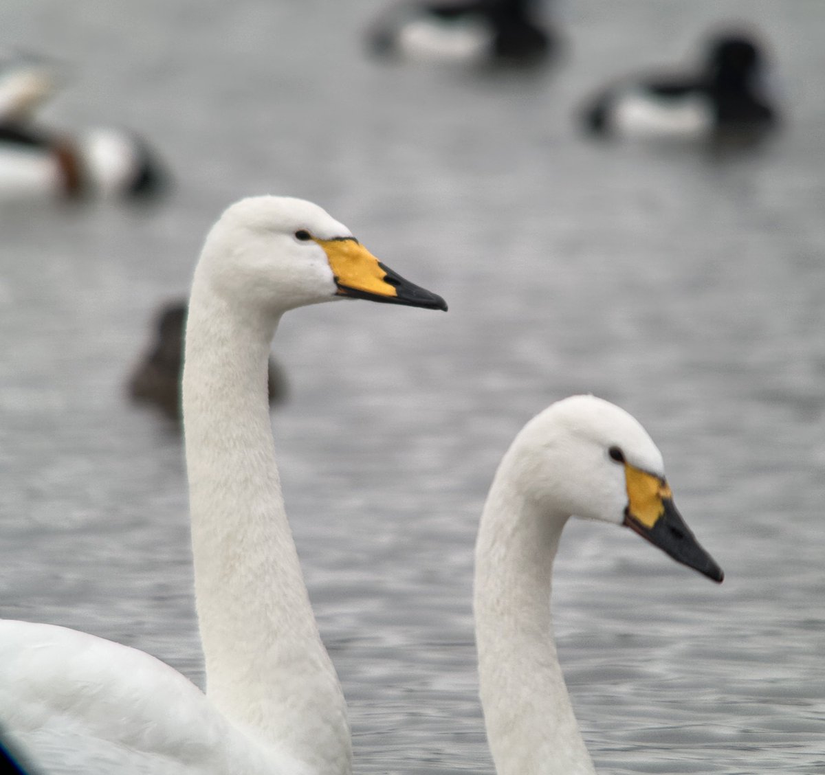 Tim Jukes tweet media