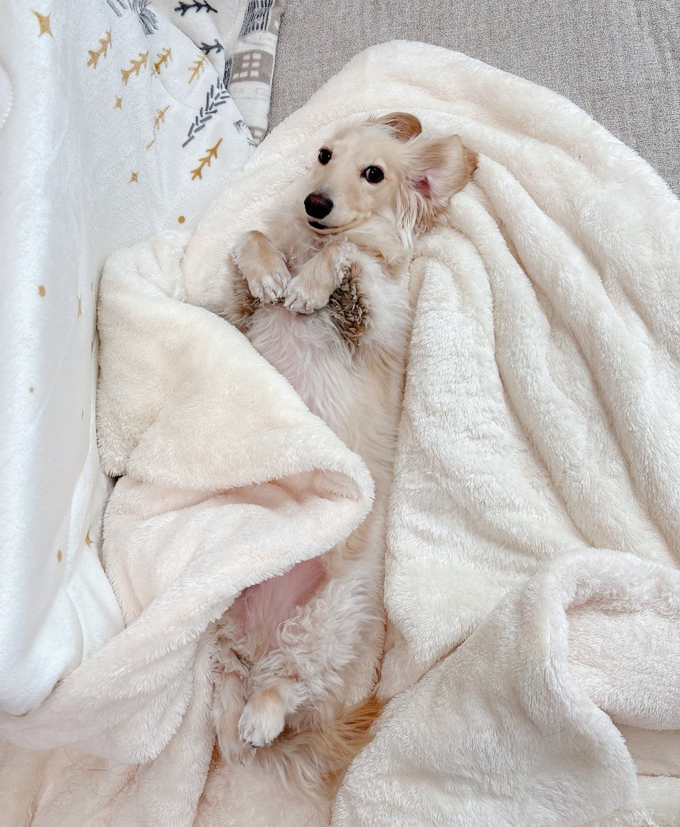 ながーーーーくなりました🐶