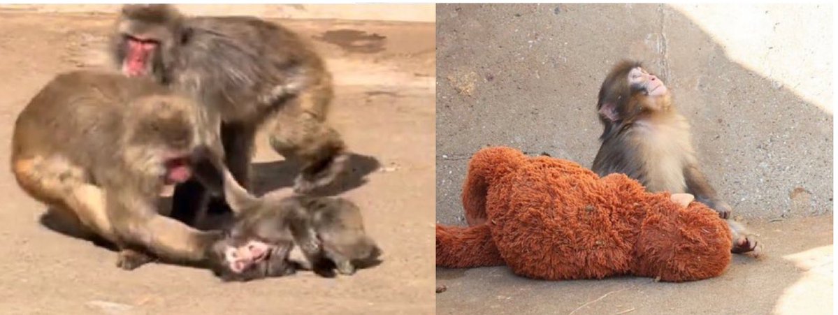 จากเหตุการณ์สะเทือนใจเมื่อวาน 19 กพ. 2026 ของน้องพั๊นจิคุง ทางสวนสัตว์ของเมืองอิชิกาวะ ก็ได้ออกหนังสือชี้แจง ขอโทษกับเหตุการณ์ที่เกิดขึ้น

เรื่องเกิดมาจาก น้องพั๊นจิคุง อยากเล่นกับลิงเด็กอีกตัว แต่แม่ลิงหวงลูก จึงเกิดเหตุการณ์รุนแรงดังกล่าวขึ้น ทางสวนสัตว์บอกว่า เป็นเพียงแค่การดุ