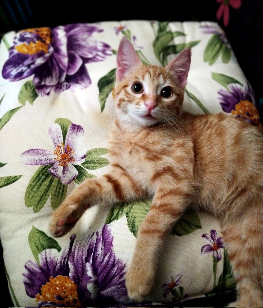 لالا tweet media