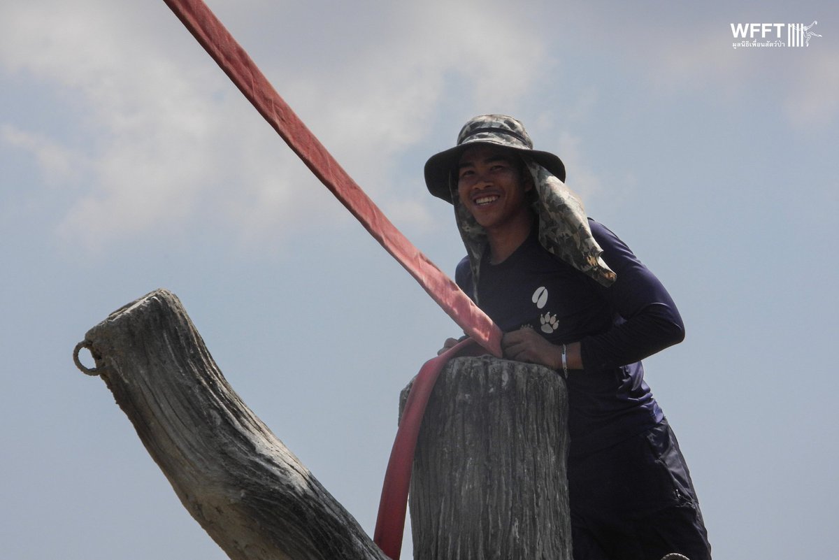 WFFThailand's tweet image. 🔨 Island Renovation! Our #enrichment team have been working hard in the hot sun to give Canoe the #chimpanzee some new enrichment fun on his island! 

We hope that Canoe will enjoy swinging around and lounging in his outdoor hammock. 

We can’t wait to share the final results.