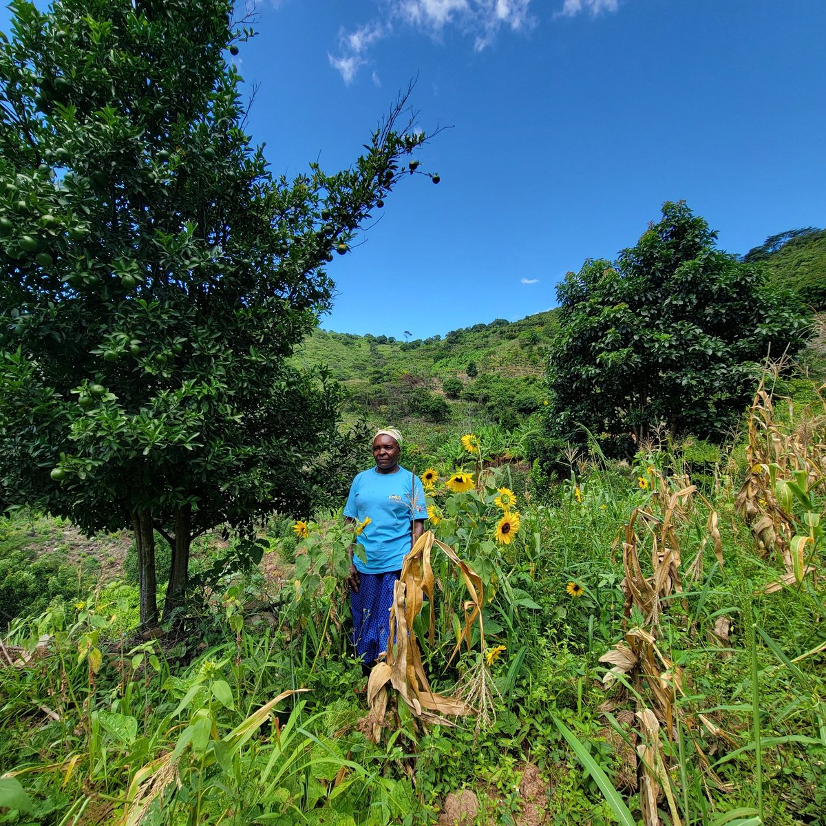 TSURO Trust tweet media