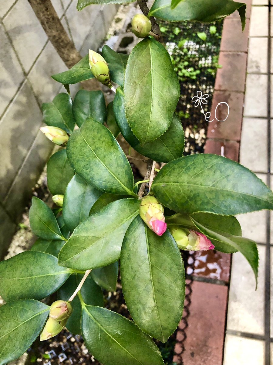 こんばんは🌆 庭の #椿 が咲き始めました🌸 昨夏の暑さで葉が変色して