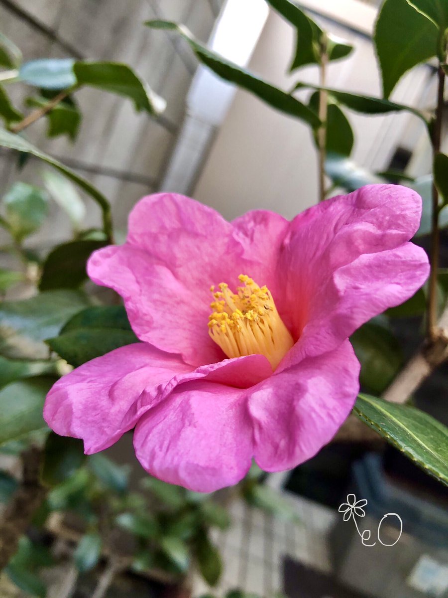 こんばんは🌆 庭の #椿 が咲き始めました🌸 昨夏の暑さで葉が変色して