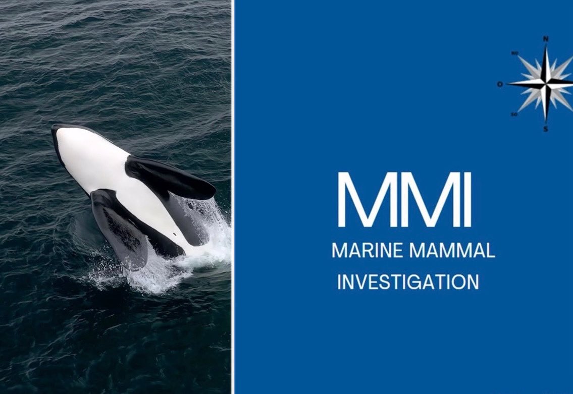 DomaineEcuestre's tweet image. 🌊 L’océan vit, ils ressentent… respectez-les. 💙🌎
#RespectAnimal #VieMarine #ConscienceBleue #ProtégeonsLOcéan #SauvonsLesOcéans #PlanèteBleue #ÉcoConscience #GardiensDeLaMer