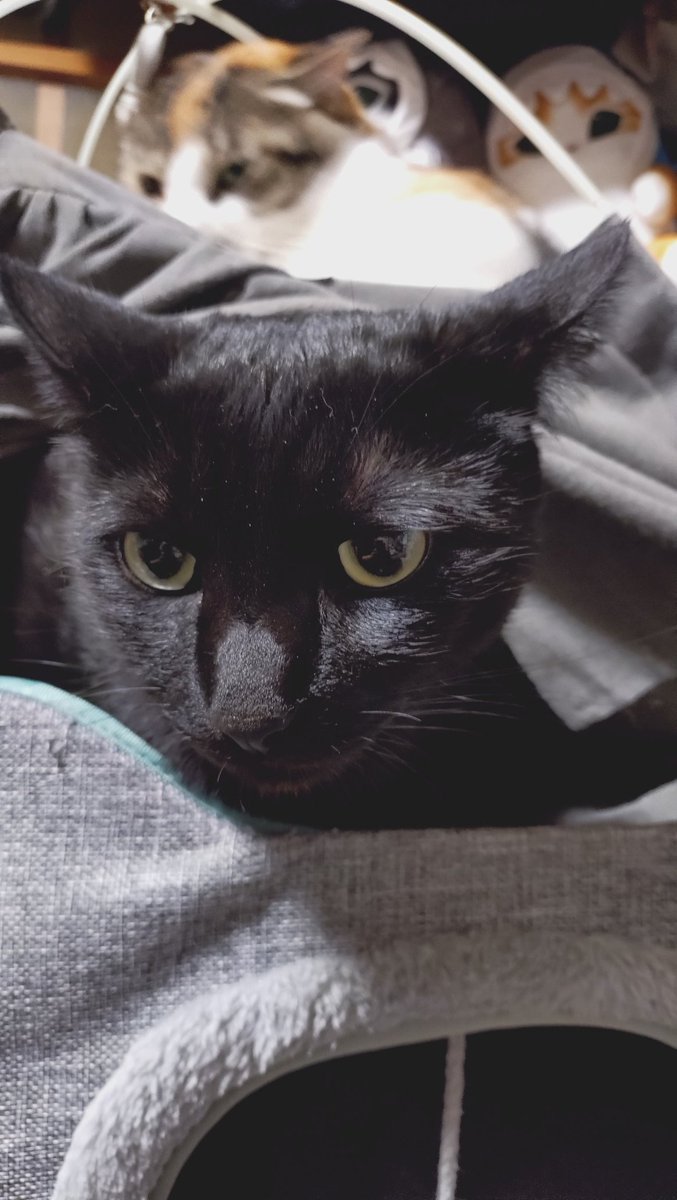 黒猫！ ぜひ黒猫をお願いします！！