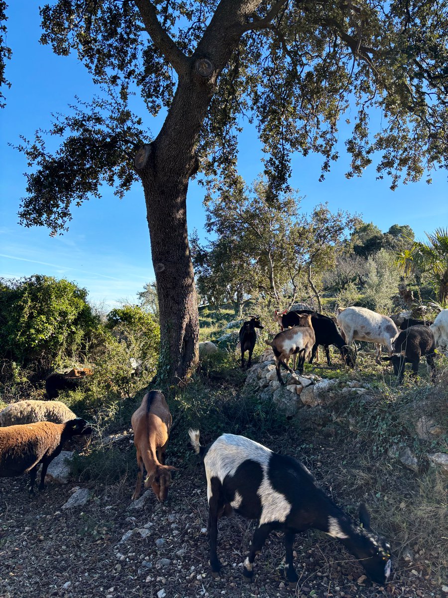 ελευθερία tweet media