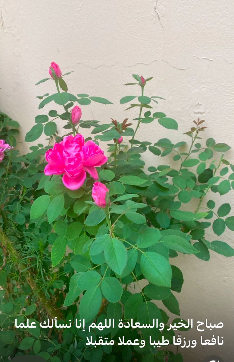 نوال العشماوي (@nawal290) on Twitter photo 