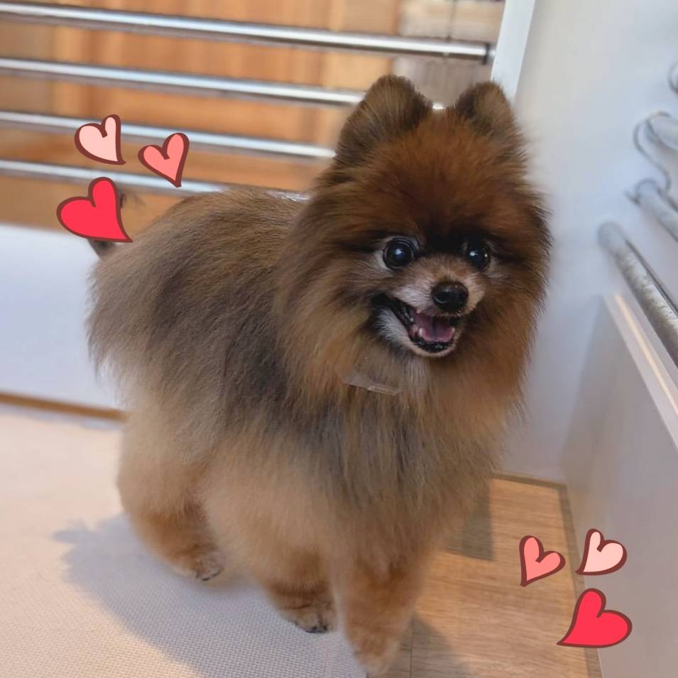 ポメまる@配当投資 (@pomemaru5109) / Posts / X