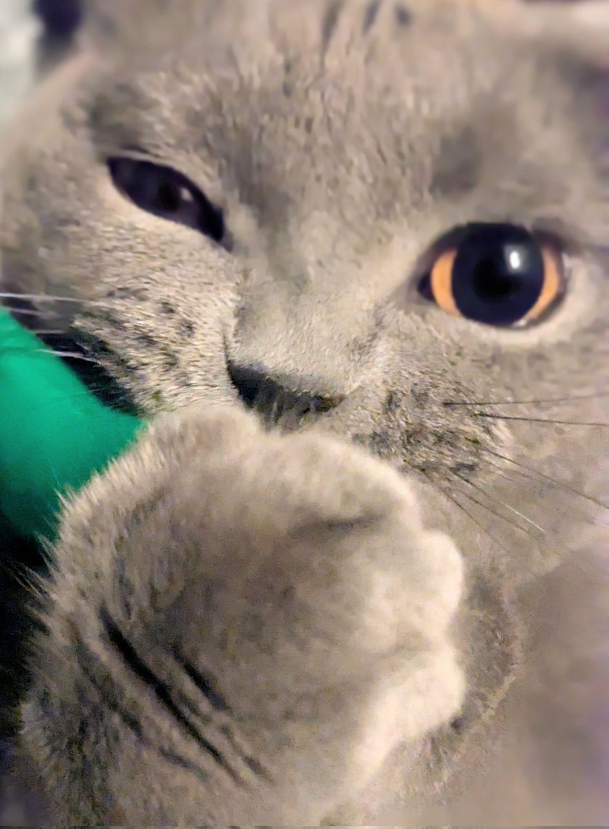 たぬを (@nekonotanukikun) / Posts / X