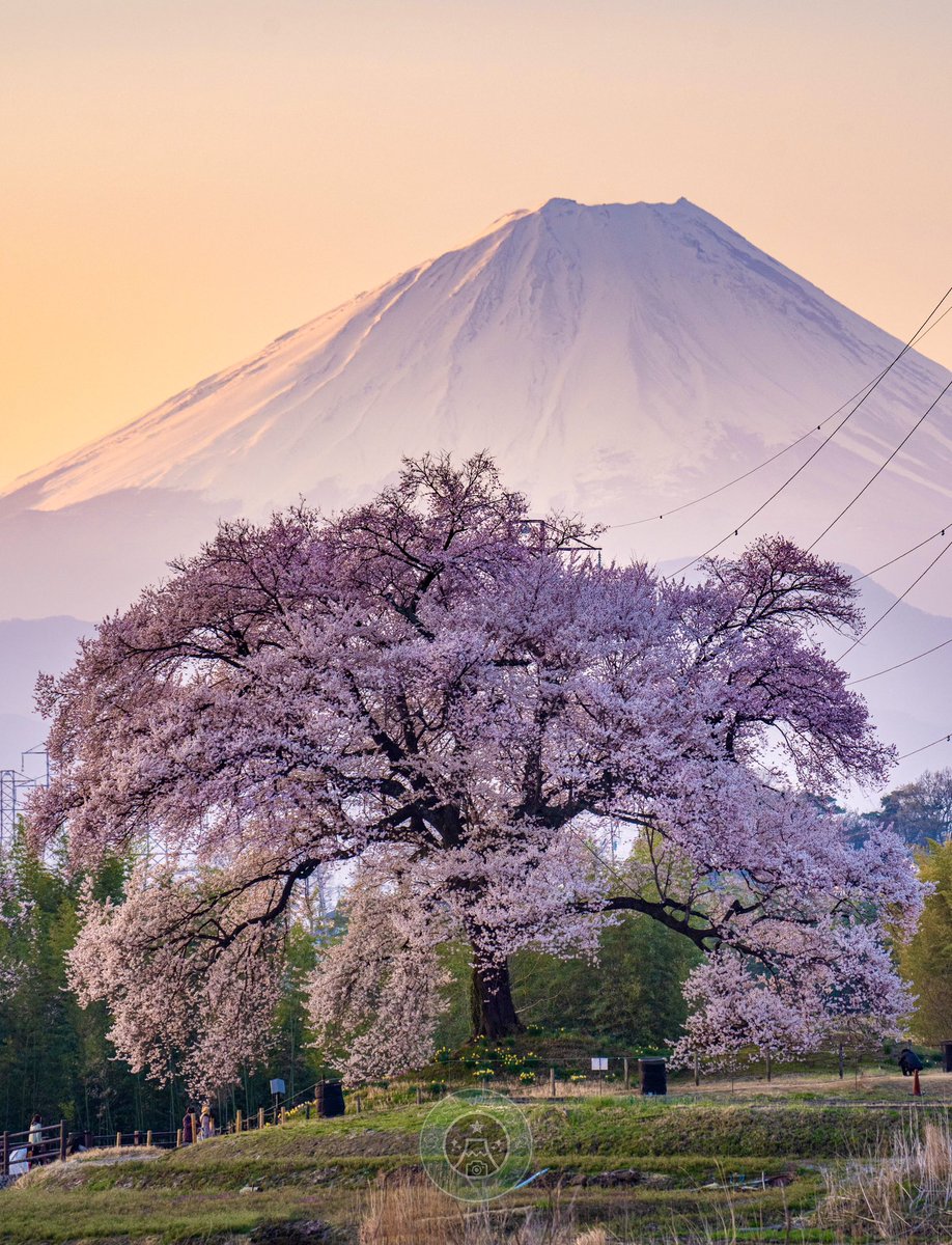 Toshi_photo_'s tweet image. 世界に誇る美しき日本の春景色。