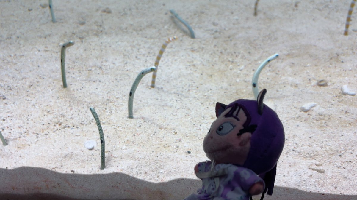 Post by まろ🦊 on X: チンだね