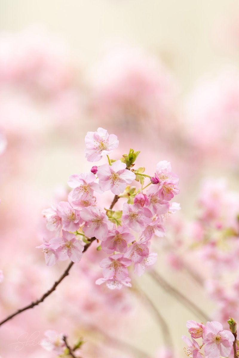 春色に癒されて🌸