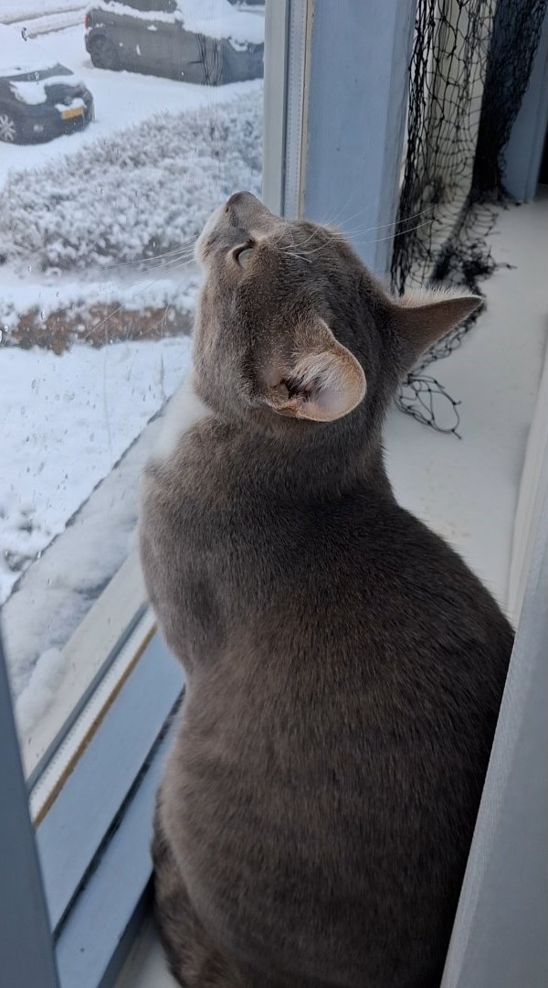 NlPjotr's tweet photo. @Jootjedekat @Charlie_met_i_e @Charlie_met_i_e
Zoals Pjotr ooit naar de regen keek, zo kijkt Kokki naar de sneeuw.
Het is zijn inzending voor de #wintercatolympics #simontroffee https://t.co/iQ98HSnaLD
