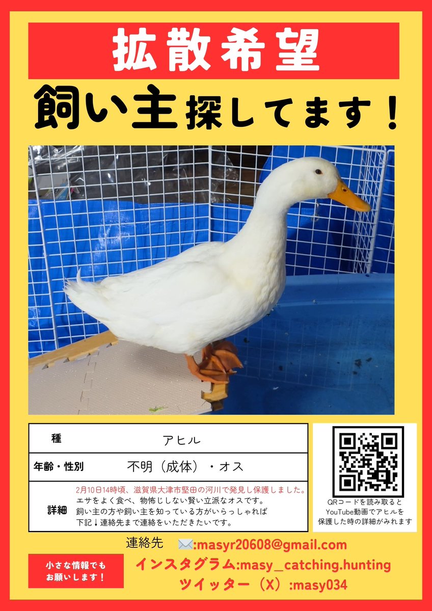 野生化した子ではなく…？ 認識票でもついてたんかな。