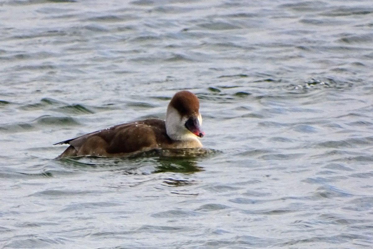 Hoy presentamos... Al Elvis de los patos!! El pato colorado!! Él y ella🕺💃

#birds #birdphotography