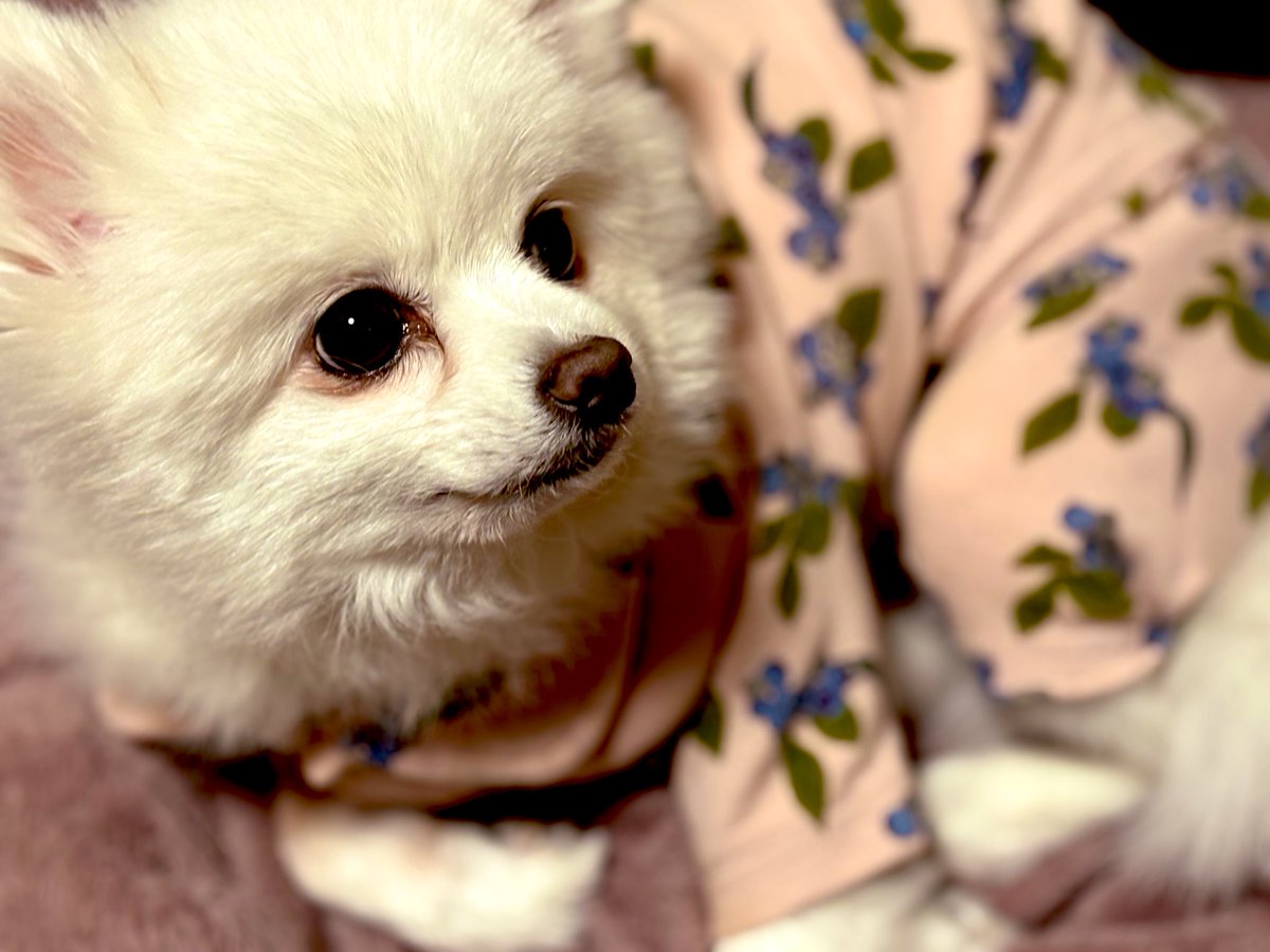 かおりんごー【LILAS】🍎🐾 (@caoringo_boo) / Posts / X