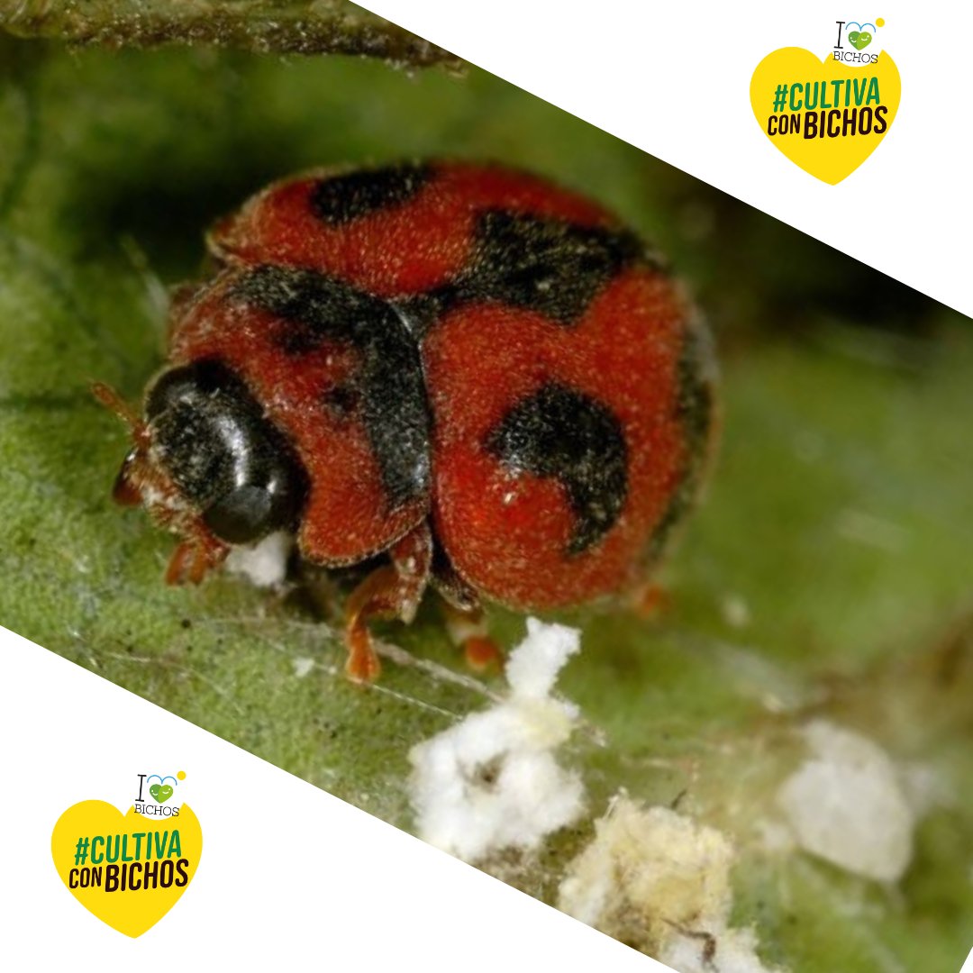 I LOVE BICHOS tweet media