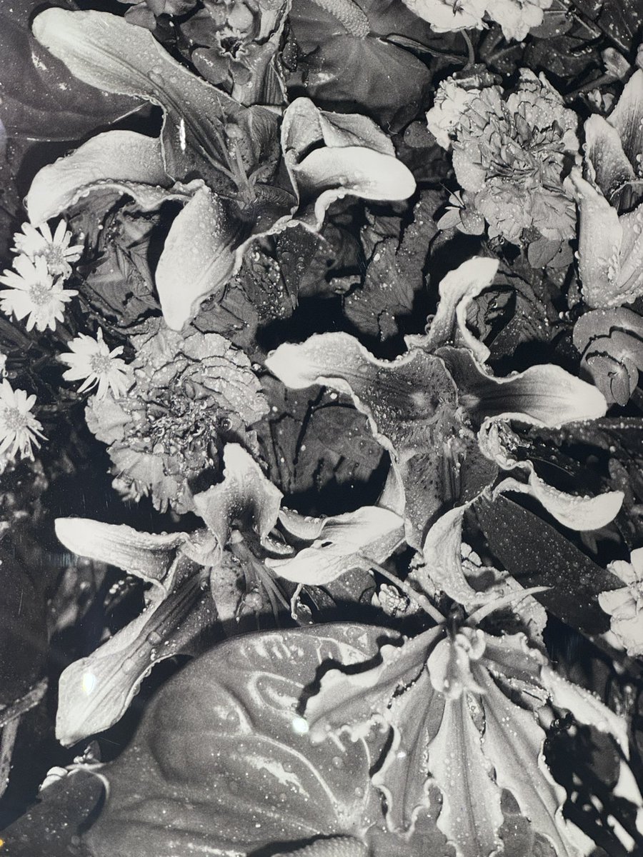 Joji Shimamoto tweet media