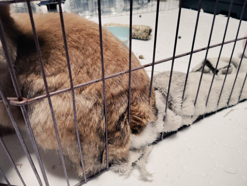 今日もモコモコしてしまうえな様
#うさぎのえな　#梅っこ　#fortherabbit　#里親様募集中
ameblo.jp/kebohan
hug-u.pet/pet2509-00818.…