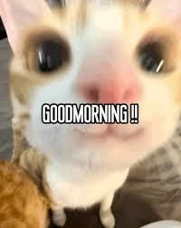 Spotlight Indie tweet media