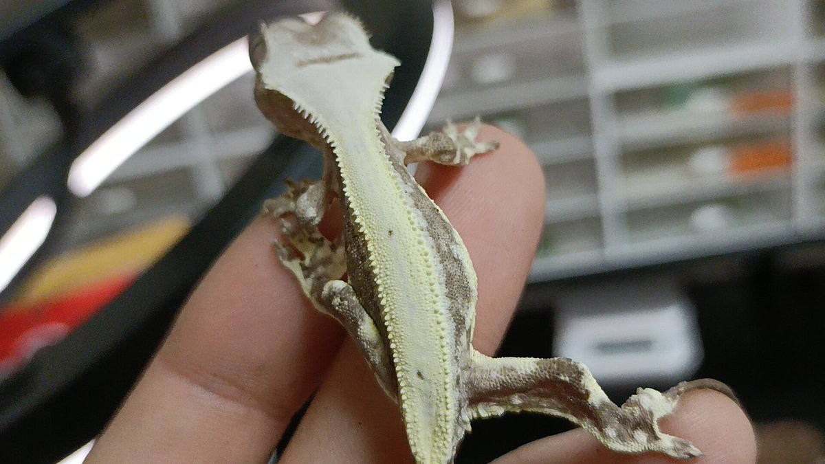 𝐞𝐦𝐮 & JOE Reptiles@12/20クレスフェス東京 tweet media