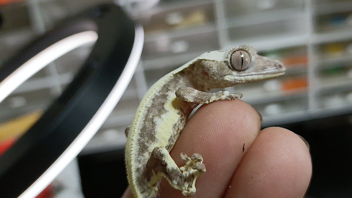 𝐞𝐦𝐮 & JOE Reptiles@12/20クレスフェス東京 tweet media